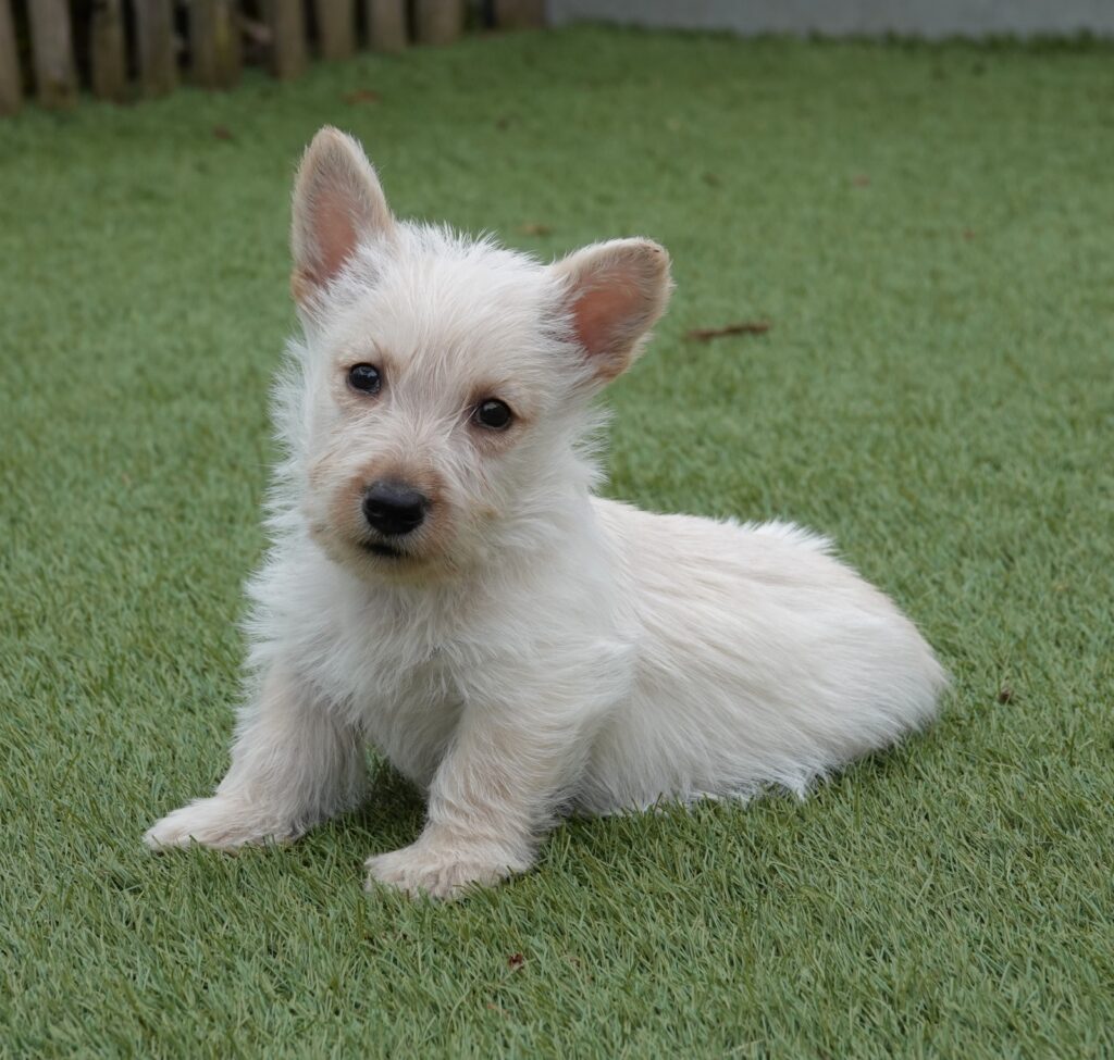 Karaktereigenschappen Schotse Terrier