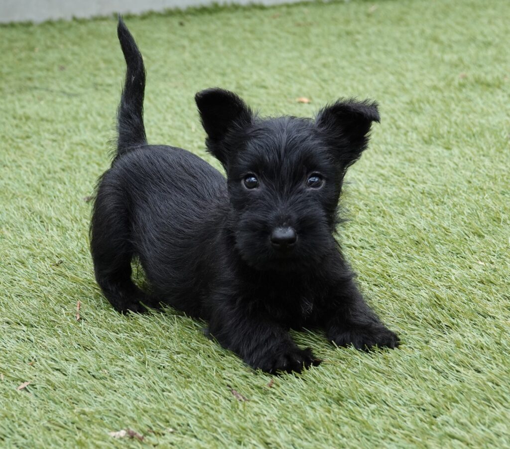 Wat is een correcte Schotse Terrier prijs?