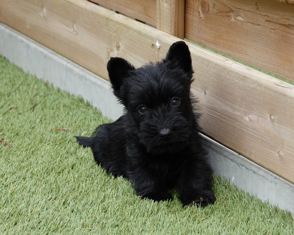 Uiterlijke kenmerken Schotse Terrier