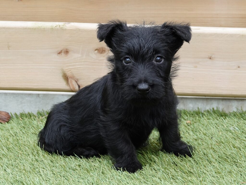 Gezondheid en levensverwachting Schotse Terrier