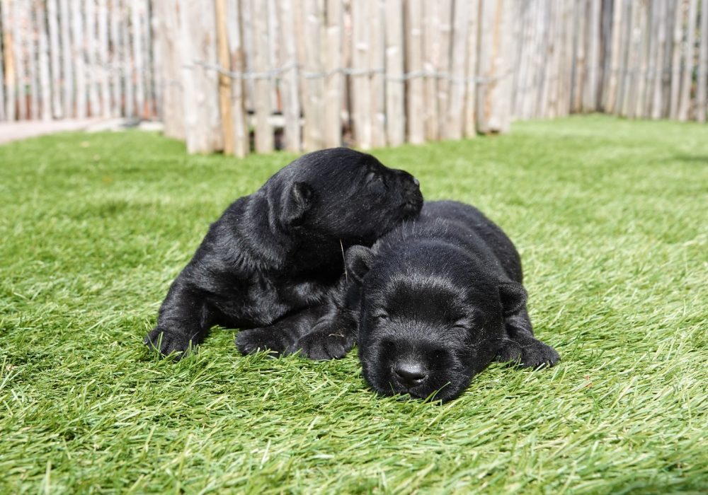 Schotse Terriers