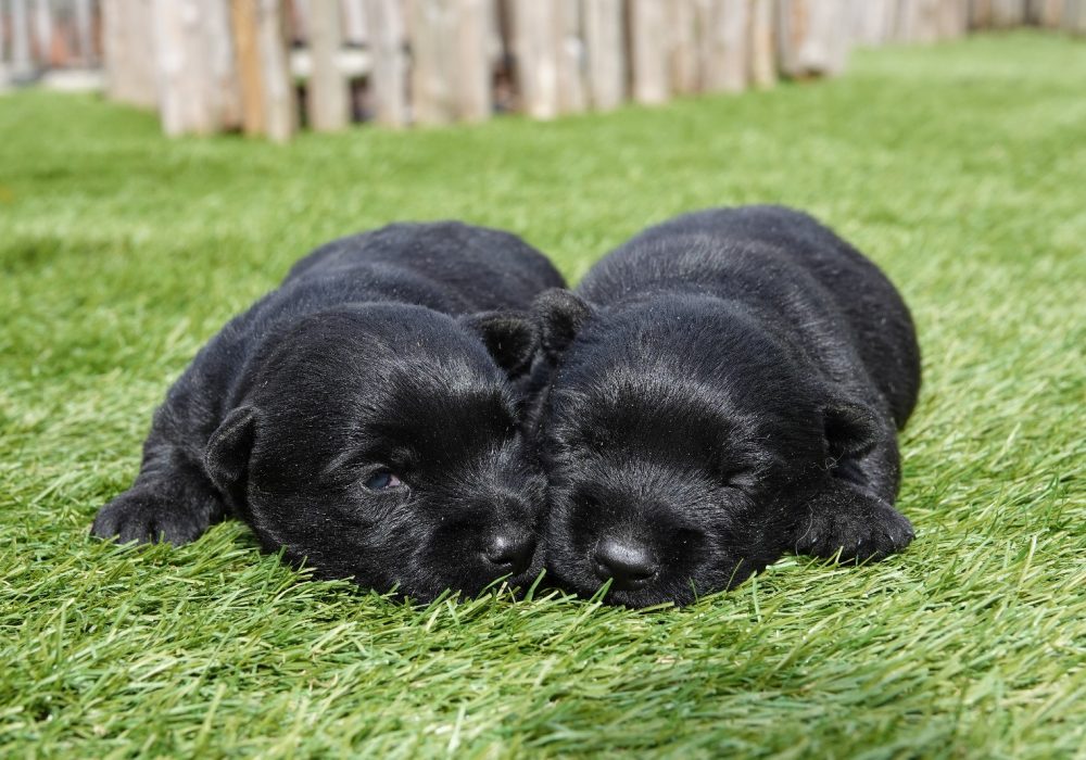 Schotse Terrier puppys