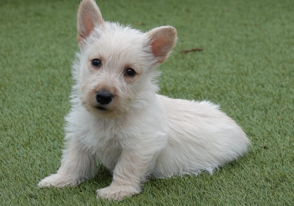 Karaktereigenschappen Schotse Terrier