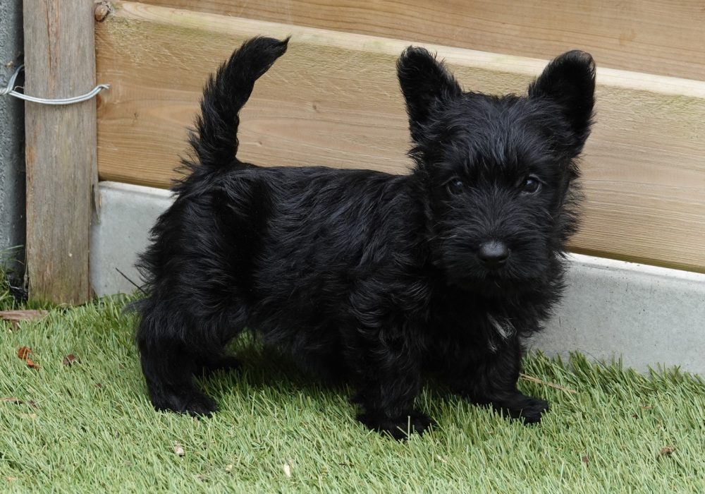 Schotse Terrier puppy