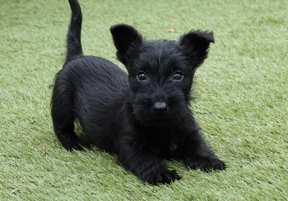 Schotse Terrier fokker