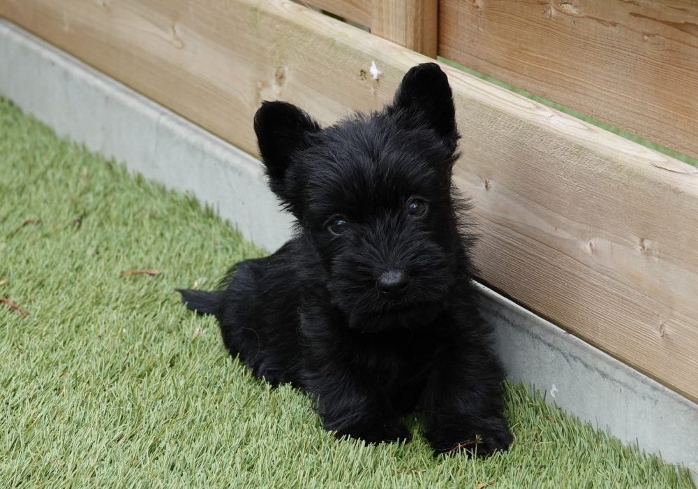 Uiterlijke kenmerken Schotse Terrier