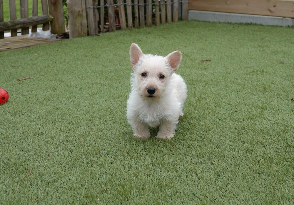 Eigenschappen van een Schotse Terrier