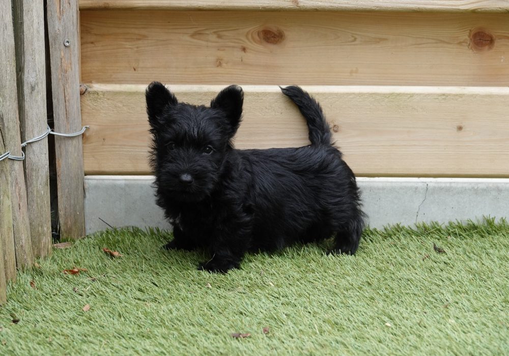 Een Schotse Terrier fokker
