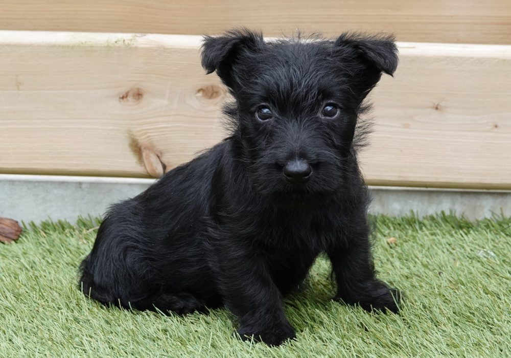 Gezondheid en levensverwachting Schotse Terrier
